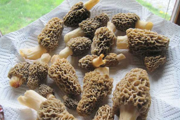 新鮮羊肚菌保存幾個月的方法