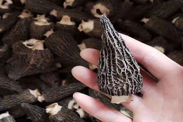 沒有腳的羊肚菌好嗎，真羊肚菌是實(shí)心的菌腳嗎