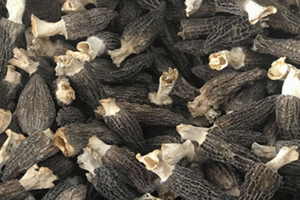 真羊肚菌的菌腳是實(shí)心的嗎 真羊肚菌的菌腳是實(shí)心的嗎