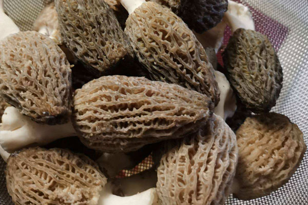 種植羊肚菌一畝地大約掙多少錢 種植羊肚菌一畝地大約掙多少錢