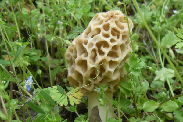 新鮮羊肚菌的腳變黑了是怎么回事