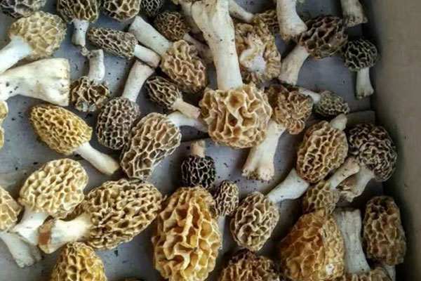 怎么預(yù)防羊肚菌變黑