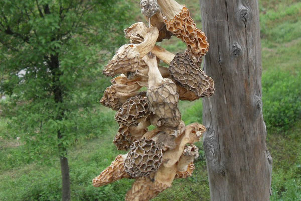 野生羊肚菌可以潤腸通便嗎 野生羊肚菌可以潤腸通便嗎