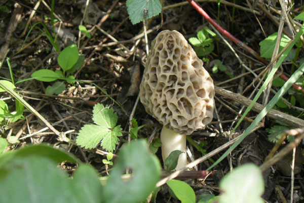 青藏高原可以種植羊肚菌嗎 青藏高原可以種植羊肚菌嗎