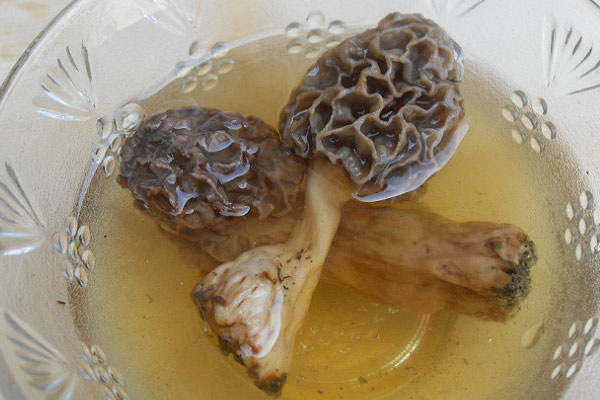 老年健忘可以吃羊肚菌嗎，孕婦可以吃羊肚菌嗎