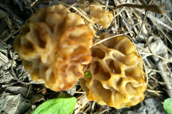 圓頂?shù)难蚨蔷缓脝?，羊肚菌哪個(gè)地方可以吃