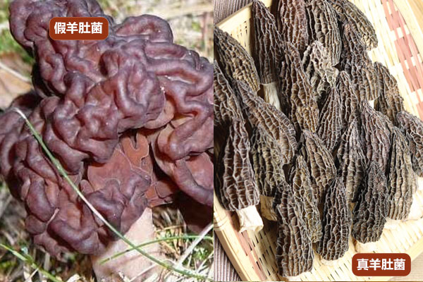 什么是假羊肚菌