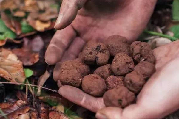 松露酒泡一年好不好喝