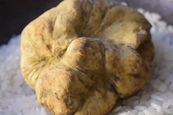 白松露的產(chǎn)量有多少 白松露的產(chǎn)量有多少
