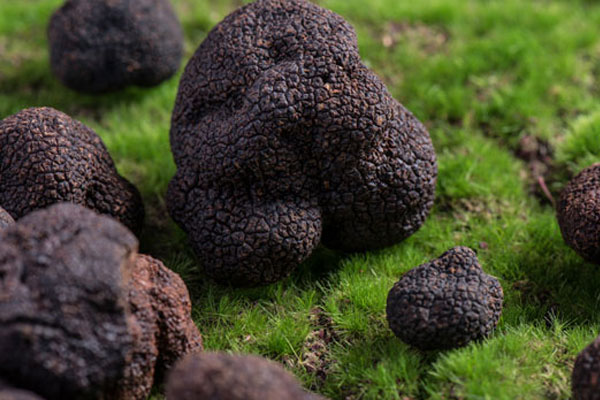白松露好吃嗎，黑松露是喂豬的嗎
