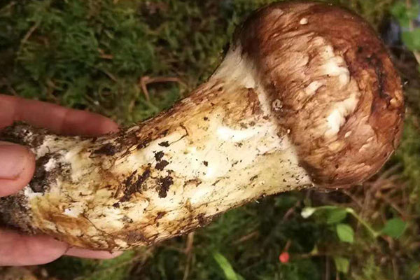 新鮮松茸煲湯多久最好 新鮮松茸煲湯多久最好