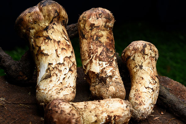 松茸與什么食材煲湯好