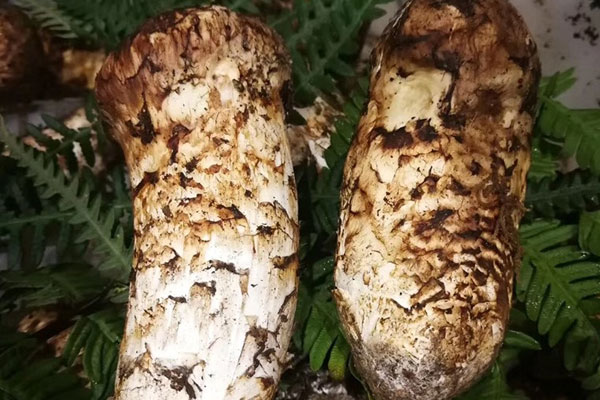 云南的松茸都賣到了哪里