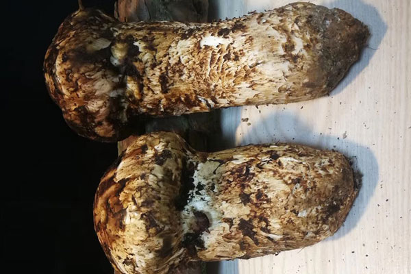 松茸湯怎么熬制