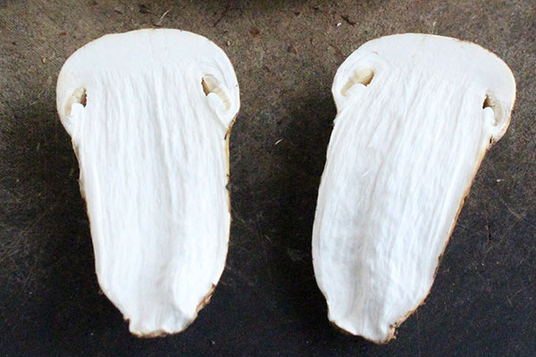 松茸的抗氧化功效