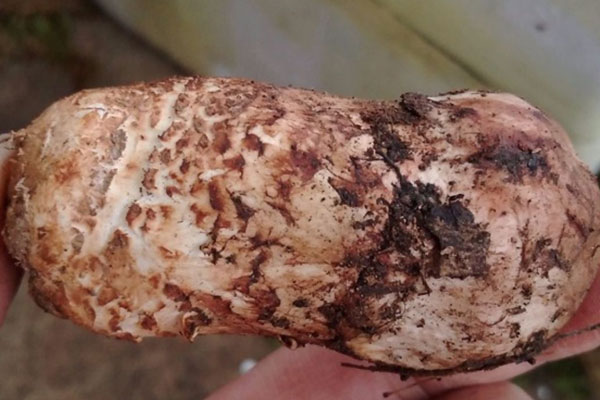 新鮮松茸泡水太久有關系嗎，松茸隔夜加熱能吃嗎