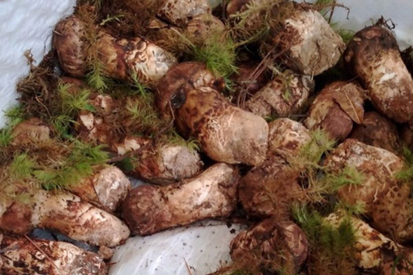 新鮮松茸怎么洗