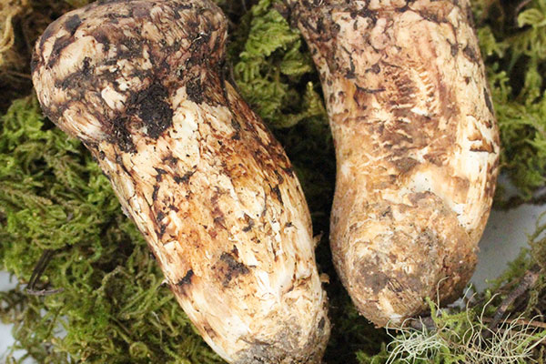 新鮮松茸泡的水還要嗎，松茸炒什么好吃