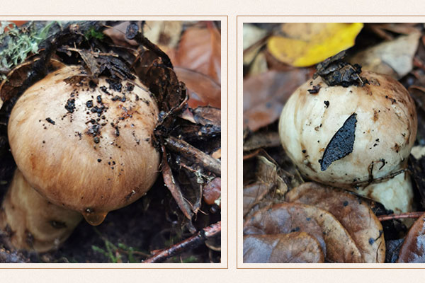 松茸的生長(zhǎng)過程 松茸的生長(zhǎng)過程