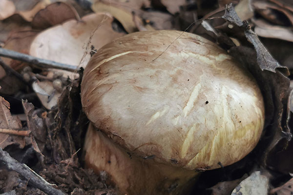 人工養(yǎng)殖的松茸有沒有營養(yǎng) 人工養(yǎng)殖的松茸有沒有營養(yǎng)