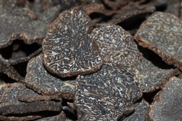 為什么尋找松露要用母豬，晚上能吃松露牛排嗎