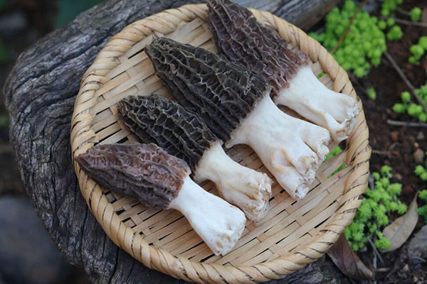 五花肉紅燒羊肚菌的營養(yǎng)價值和功效作用 五花肉紅燒羊肚菌的營養(yǎng)價值和功效作用