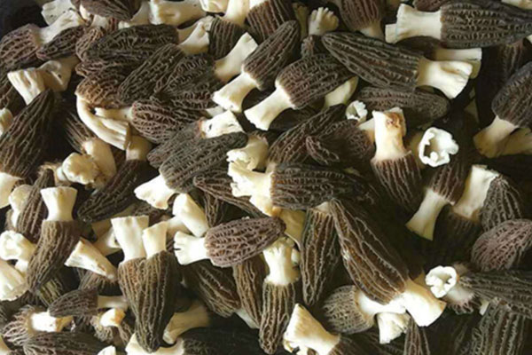 五花肉紅燒羊肚菌焯水的竅門 五花肉紅燒羊肚菌焯水的竅門