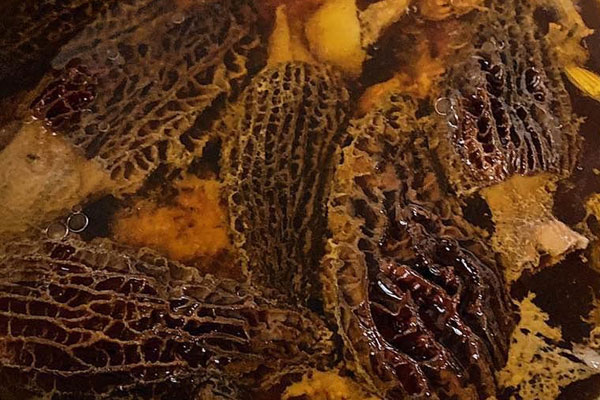 豬心燉羊肚菌的營養(yǎng)價值與功效作用 豬心燉羊肚菌的營養(yǎng)價值與功效作用