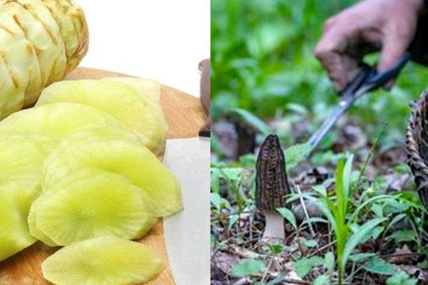 萵苣炒羊肚菌怎么做好吃，有哪些竅門