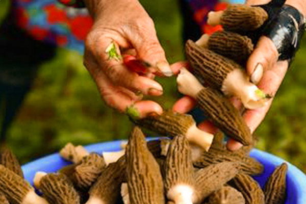 萵苣炒羊肚菌的竅門(mén) 萵苣炒羊肚菌的竅門(mén)