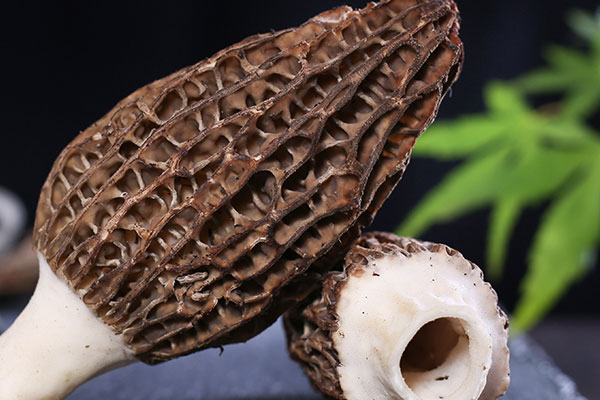 吃羊肚菌有哪些禁忌 吃羊肚菌有哪些禁忌