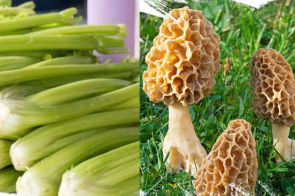 羊肚菌炒芹菜怎么做好吃，有哪些食用禁忌