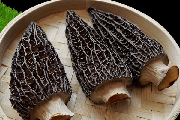 羊肚菌炒芹菜的食用禁忌 羊肚菌炒芹菜的食用禁忌