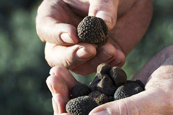 黑松露葵花雞的葵花雞是什么雞 黑松露葵花雞的葵花雞是什么雞