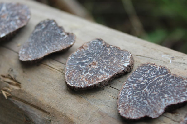 黑松露紅蓮珍菌的功效作用與營養(yǎng)價值 黑松露紅蓮珍菌的功效作用與營養(yǎng)價值