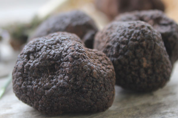 黑松露紅蓮珍菌的食用禁忌 黑松露紅蓮珍菌的食用禁忌