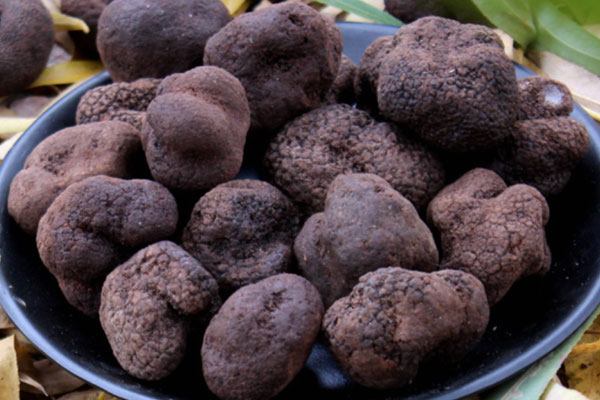 黑松露牛肉粉的功效作用與營(yíng)養(yǎng)價(jià)值 黑松露牛肉粉的功效作用與營(yíng)養(yǎng)價(jià)值