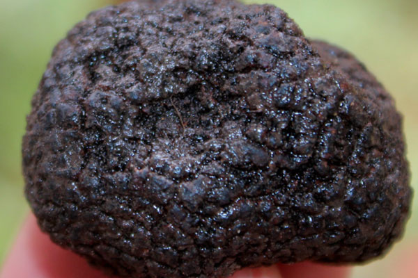 黑松露牛肉粉的食用禁忌 黑松露牛肉粉的食用禁忌