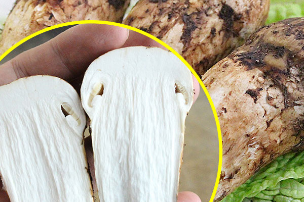 松茸炒回鍋肉用怎樣的肉最好 松茸炒回鍋肉用怎樣的肉最好