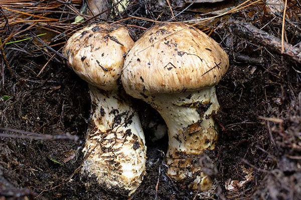 松茸炒回鍋肉可以不煮直接炒嗎 松茸炒回鍋肉可以不煮直接炒嗎