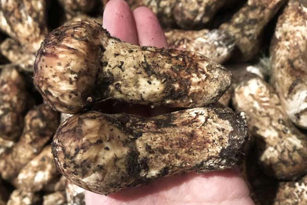 松茸鹿筋湯的鹿筋怎么泡發(fā) 松茸鹿筋湯的鹿筋怎么泡發(fā)