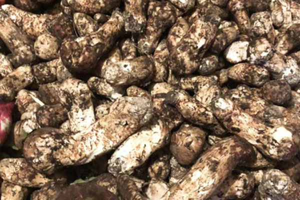 松茸炒香菜的功效作用與營養(yǎng)價值 松茸炒香菜的功效作用與營養(yǎng)價值