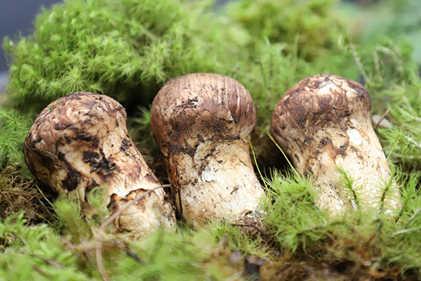 松茸番茄燒鮑魚的功效作用與營養(yǎng)價(jià)值 松茸番茄燒鮑魚的功效作用與營養(yǎng)價(jià)值