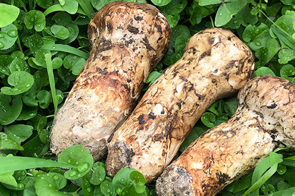 松茸胡蘿卜炒肉的功效作用與營(yíng)養(yǎng)價(jià)值 松茸胡蘿卜炒肉的功效作用與營(yíng)養(yǎng)價(jià)值