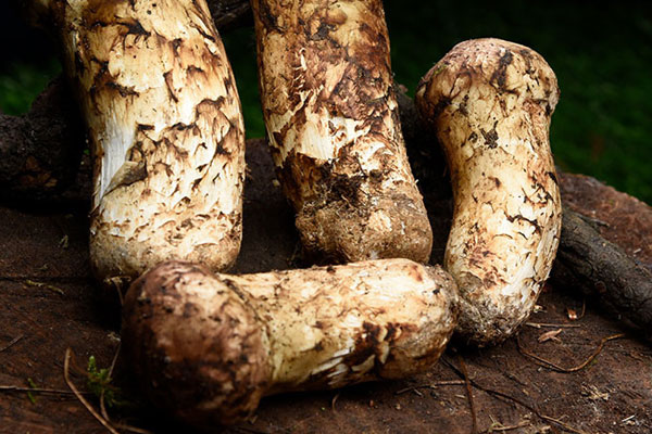 鮮蝦松茸奶油意面的做法竅門(mén)