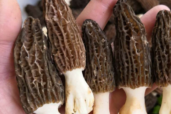 化療的人能吃羊肚菌嗎，羊肚菌泡水喝有沒有壞處