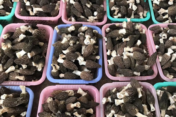 喝羊肚菌水有沒有危害 喝羊肚菌水有沒有危害