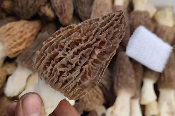 乳腺癌能吃羊肚菌嗎，什么樣的人不能吃羊肚菌