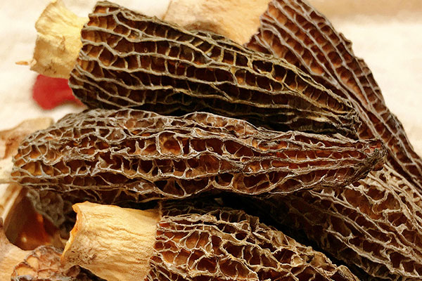 什么樣的人不可以吃羊肚菌 什么樣的人不可以吃羊肚菌