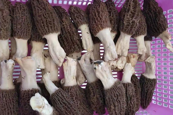 乳腺囊腫可以吃羊肚菌嗎，怎么吃羊肚菌最好